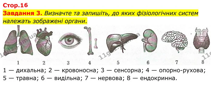 Стор. 16 — 3 — ГДЗ Робочий зошит біологія 8 клас Мирна — ГДЗ Робочий зошит біологія 8 клас Мирна