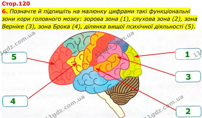 1. Запишіть окремі приклади безумовних рефлексів людини, склавши кожне твердження із запропонованих слів. (Зауважте: одне слово в цих — ГДЗ Робочий зошит Біологія 8 клас Тагліна (2025)