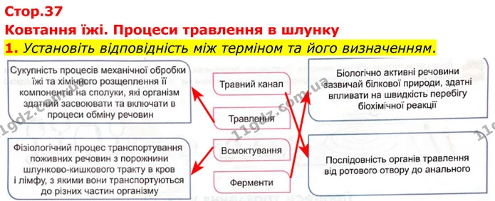 1. Установіть відповідність між терміном та його визначенням. — ГДЗ Робочий зошит Біологія 8 клас Кулініч