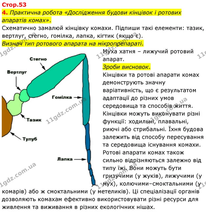4. Практична робота «Дослідження будови кінцівок і ротових апаратів комах». — ГДЗ робочий зошит Біологія 7 клас Тагліна