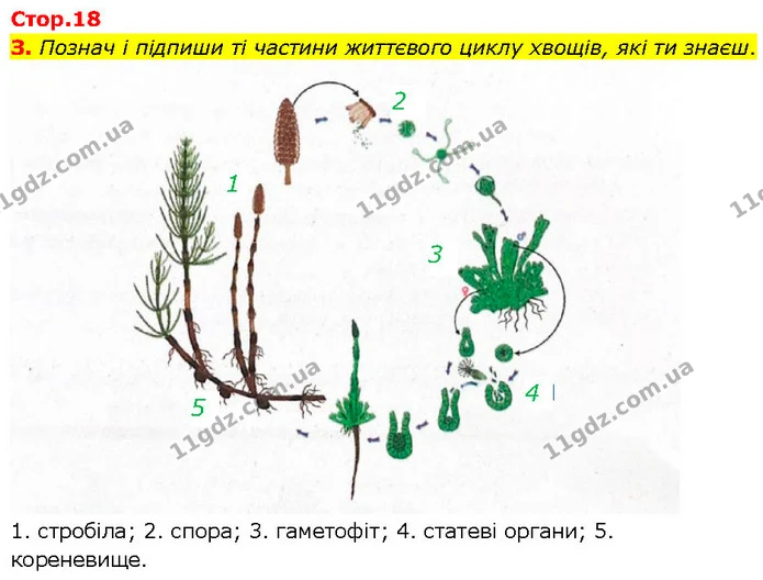 Стор. 18 — 3 — ГДЗ робочий зошит Біологія 7 клас Тагліна — ГДЗ робочий зошит Біологія 7 клас Тагліна