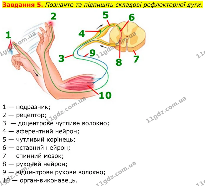 Стор. 16 — 5 — ГДЗ Робочий зошит біологія 8 клас Мирна — ГДЗ Робочий зошит біологія 8 клас Мирна