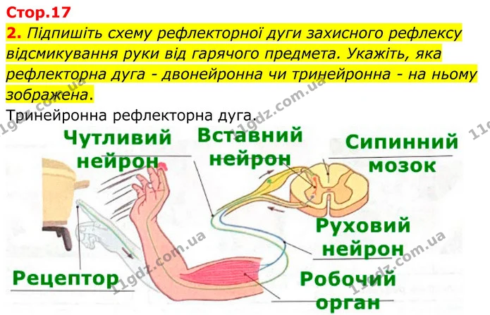 2. Підпишіть схему рефлекторної дуги захисного рефлексу відсмикування руки від гарячого предмета. Укажіть, яка рефлекторна дуга – — ГДЗ Робочий зошит Біологія 8 клас Кулініч