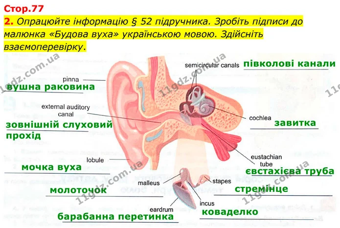 2. Опрацюйте інформацію § 52 підручника. Зробіть підписи до малюнка «Будова вуха» українською мовою. Здійсніть взаємоперевірку. — ГДЗ Робочий зошит Біологія 8 клас Кулініч