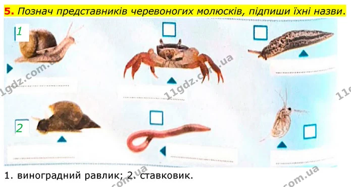 5. Познач представників черевоногих молюсків, підпиши їхні назви. — ГДЗ робочий зошит Біологія 7 клас Тагліна