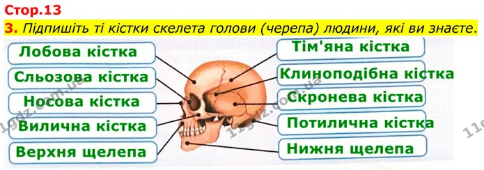 1. Складіть тлумачення понять із запропонованих слів і запишіть їх. — частина 3 — ГДЗ Робочий зошит Біологія 8 клас Тагліна (2025)