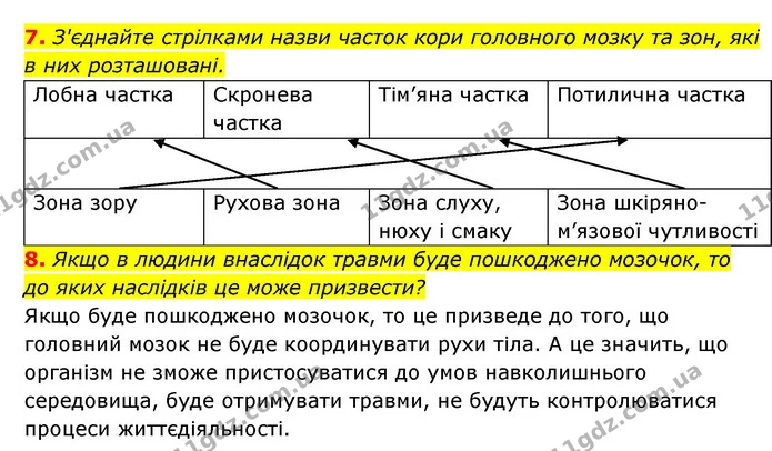 7. З'єднайте стрілками назви часток кори головного мозку та зон, які в них розташовані. — ГДЗ Робочий зошит Біологія 8 клас Задорожний
