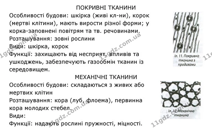 Стор. 31 — 3 — ГДЗ Робочий зошит Біологія 6 клас Соболь — ГДЗ Робочий зошит Біологія 6 клас Соболь