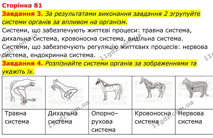 3. За результатами виконання 2 згрупуйте системи органів за впливом на організм. — ГДЗ Робочий зошит Біологія 7 клас Мирна 2024
