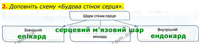 2. Доповніть схему «Будова стінок серця». — ГДЗ Робочий зошит Біологія 8 клас Кулініч