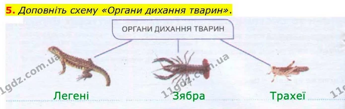 5. Доповніть схему «Органи дихання тварин». — ГДЗ робочий зошит Біологія 7 клас Кулініч
