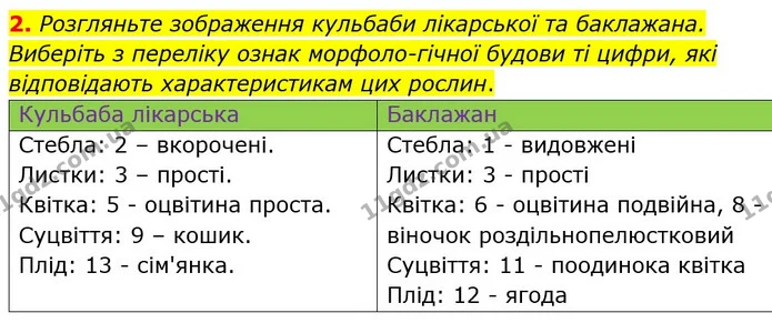 2. Розгляньте зображення кульбаби лікарської та баклажана. Виберіть з переліку ознак морфоло­гічної будови ті цифри, які відповідають — ГДЗ робочий зошит Біологія 7 клас Кулініч