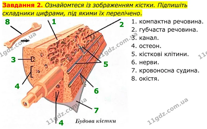 Стор. 25 — 2 — ГДЗ робочий зошит Біологія 8 клас Андерсон — ГДЗ робочий зошит Біологія 8 клас Андерсон