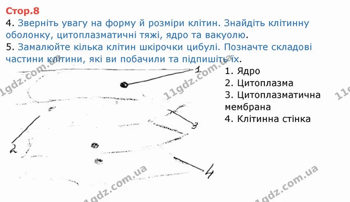 Стор. 8 — 4-5 — ГДЗ Робочий зошит Біологія 6 клас Мечник — ГДЗ Робочий зошит Біологія 6 клас Мечник