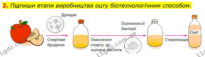 2. Підпиши етапи виробництва оцту біотехнологічним способом. — ГДЗ робочий зошит Біологія 7 клас Тагліна