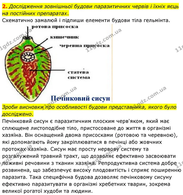 2. Дослідження зовнішньої будови паразитичних червів і їхніх яєць на постійних препаратах. — ГДЗ робочий зошит Біологія 7 клас Тагліна