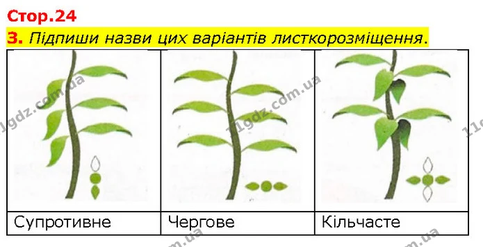 Стор. 24 — 3 — ГДЗ робочий зошит Біологія 7 клас Тагліна — ГДЗ робочий зошит Біологія 7 клас Тагліна
