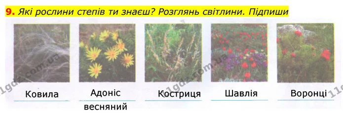 9. Які рослини степів ти знаєш? Розглянь світлини. Підпиши — ГДЗ Робочий зошит Я досліджую світ 4 клас Гільберг