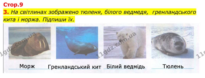 3. На світлинах зображено тюленя, білого ведмедя, гренландського кита і моржа. Підпиши їх. — ГДЗ Робочий зошит Я досліджую світ 4 клас Гільберг