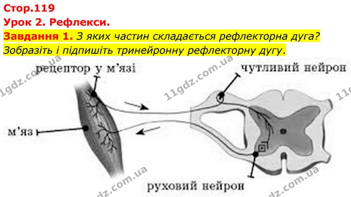 Стор. 119 — 1 — ГДЗ Робочий зошит біологія 8 клас Мирна — ГДЗ Робочий зошит біологія 8 клас Мирна