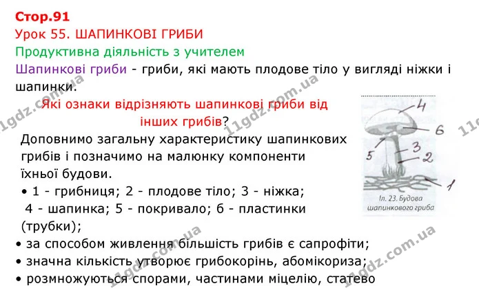 Стор. 91 — 1 — ГДЗ Робочий зошит Біологія 6 клас Соболь — ГДЗ Робочий зошит Біологія 6 клас Соболь