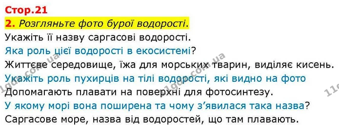 2. Розгляньте фото бурої водорості. — ГДЗ робочий зошит Біологія 7 клас Кулініч