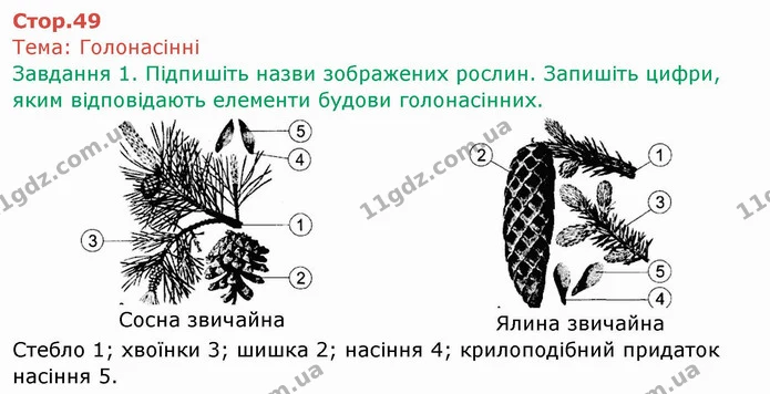 Стор. 49 — 1 — ГДЗ Робочий зошит Біологія 6 клас Мечник — ГДЗ Робочий зошит Біологія 6 клас Мечник