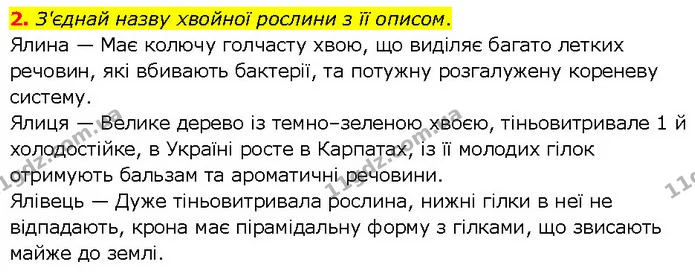 2. З'єднай назву хвойної рослини з її описом. — ГДЗ робочий зошит Біологія 7 клас Тагліна