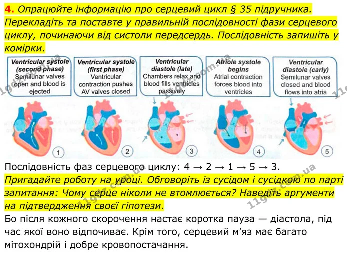 4. Опрацюйте інформацію про серцевий цикл § 35 підручника. Перекладіть та поставте у правильній послідовності фази серцевого циклу — ГДЗ Робочий зошит Біологія 8 клас Кулініч