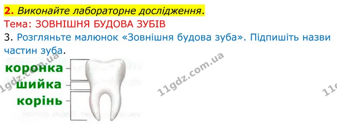 2. Виконайте лабораторне дослідження. — ГДЗ Робочий зошит Біологія 8 клас Кулініч