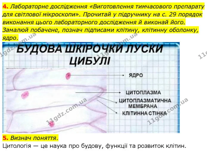 4. Лабораторне дослідження «Виготовлення тимчасового препарату для світлової мікроскопи». Прочитай у підручнику на с. 29 порядок — ГДЗ робочий зошит Біологія 7 клас Тагліна