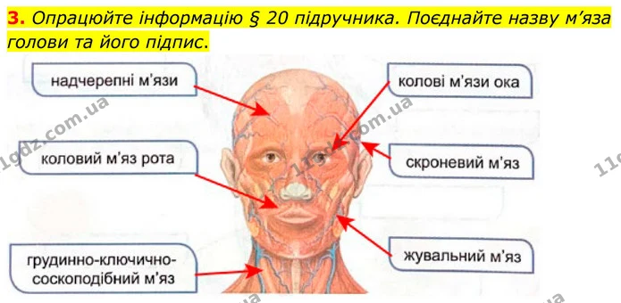 3. Опрацюйте інформацію § 20 підручника. Поєднайте назву м’яза голови та його підпис. — ГДЗ Робочий зошит Біологія 8 клас Кулініч