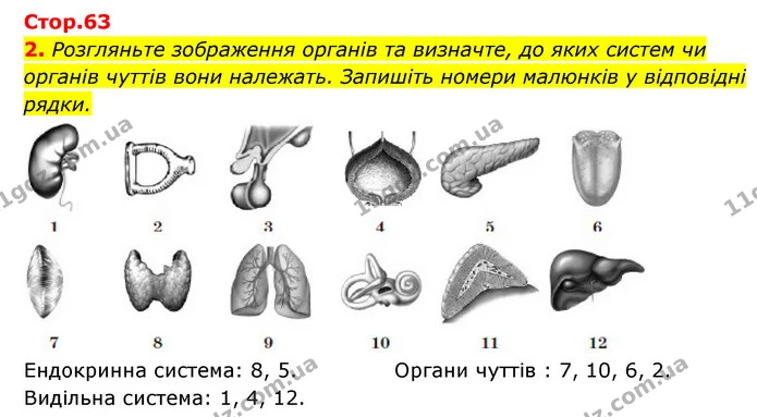2. Розгляньте зображення органів та визначте, до яких систем чи органів чуттів вони належать. Запишіть номери малюнків у відповідні — ГДЗ Робочий зошит Біологія 8 клас Задорожний