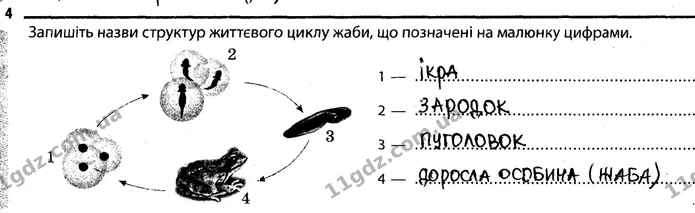 Стор. 52 — 4 — ГДЗ Робочий зошит Біологія 7 клас Задорожний — ГДЗ Робочий зошит Біологія 7 клас Задорожний