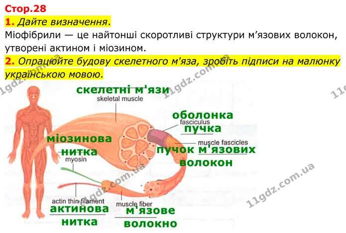 1. Дайте визначення. — ГДЗ Робочий зошит Біологія 8 клас Кулініч