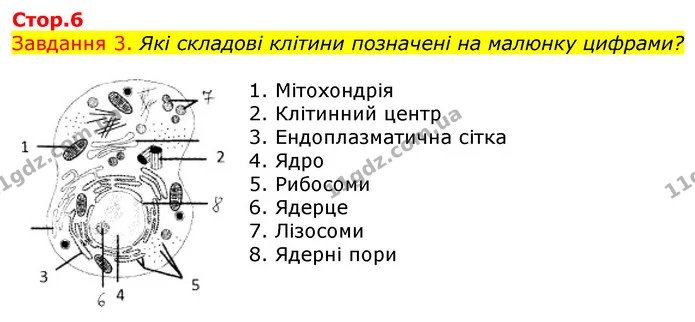 Стор. 6 — 3 — ГДЗ Робочий зошит з Біології 7 клас Яременко — ГДЗ Робочий зошит з Біології 7 клас Яременко