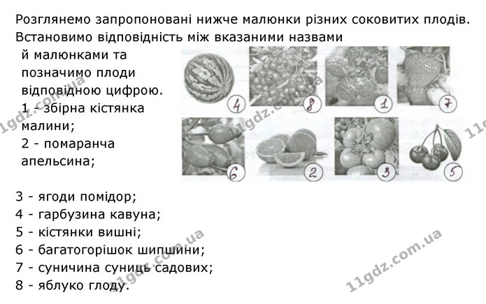 Стор. 62 — 3 — ГДЗ Робочий зошит Біологія 6 клас Соболь — ГДЗ Робочий зошит Біологія 6 клас Соболь