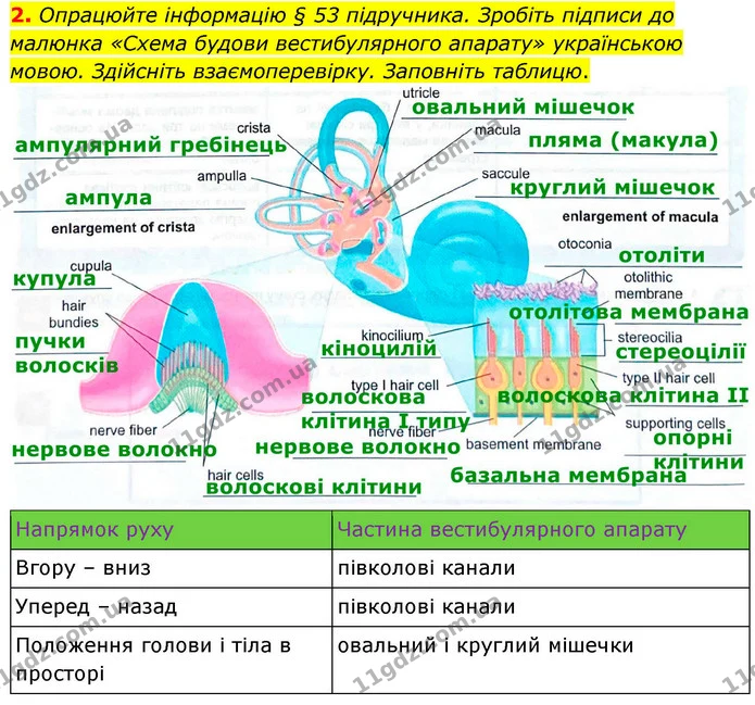 2. Опрацюйте інформацію § 53 підручника. Зробіть підписи до малюнка «Схема будови вестибулярного апарату» українською мовою. Здійсніть — ГДЗ Робочий зошит Біологія 8 клас Кулініч