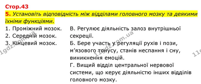 5. Установіть відповідність між відділами головного мозку та деякими їхніми функціями. — ГДЗ Робочий зошит Біологія 8 клас Задорожний