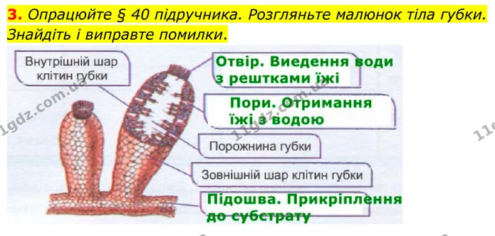 3. Опрацюйте § 40 підручника. Розгляньте малюнок тіла губки. Знайдіть і виправте помилки. — ГДЗ робочий зошит Біологія 7 клас Кулініч