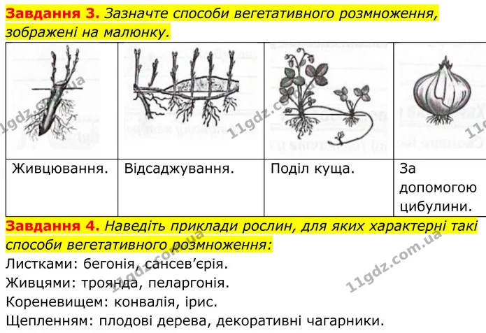 3. Зазначте способи вегетативного розмноження, зображені на малюнку. — ГДЗ Робочий зошит Біологія 7 клас Мирна 2024