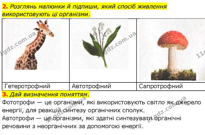 2. Розглянь малюнки й підпиши, який спосіб живлення використовують ці організми. — ГДЗ робочий зошит Біологія 7 клас Тагліна