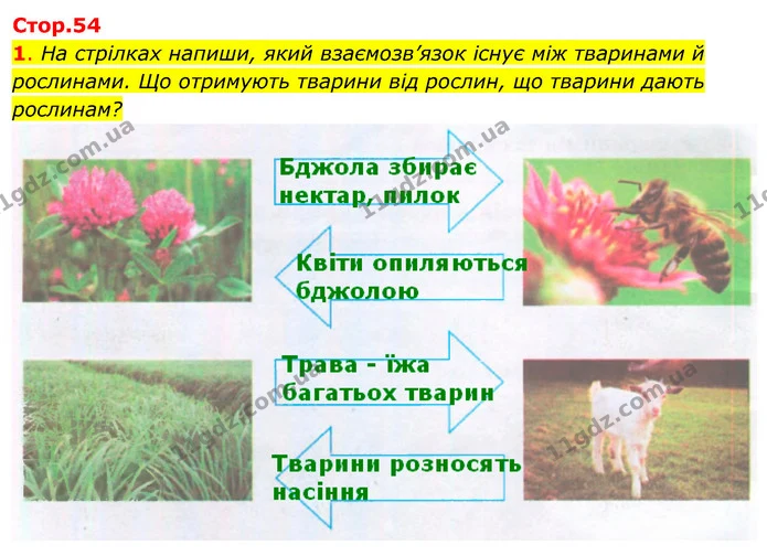 1. На стрілках напиши, який взаємозв’язок існує між тваринами й рослинами. Що отримують тварини від рослин, що тварини дають — ГДЗ Робочий зошит Я досліджую світ 4 клас Гільберг