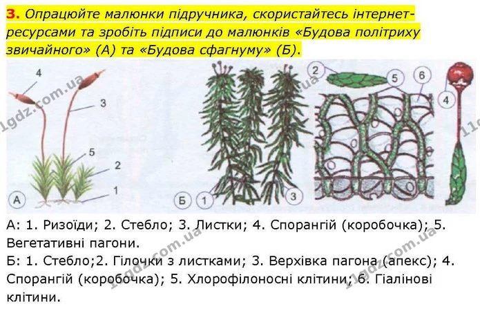 Стор. 35 — Стр.35 (3.1) — ГДЗ робочий зошит Біологія 7 клас Кулініч — ГДЗ робочий зошит Біологія 7 клас Кулініч