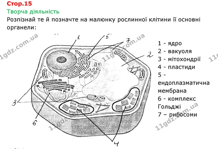 Стор. 15 — 1 — ГДЗ Робочий зошит Біологія 6 клас Соболь — ГДЗ Робочий зошит Біологія 6 клас Соболь