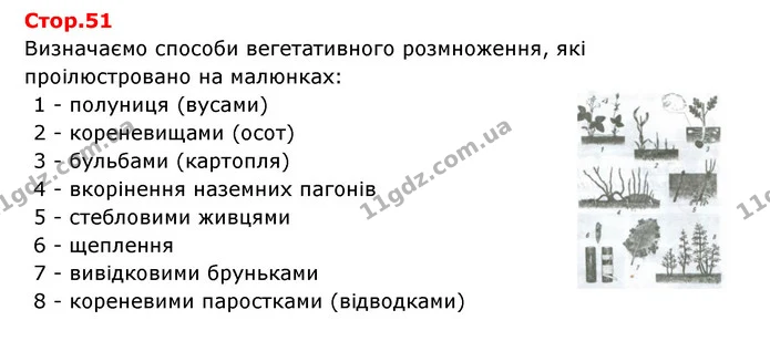 Стор. 51 — 1 — ГДЗ Робочий зошит Біологія 6 клас Соболь — ГДЗ Робочий зошит Біологія 6 клас Соболь