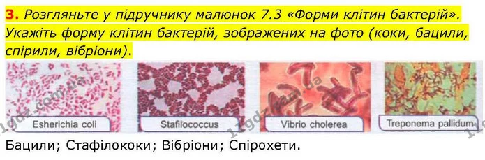 3. Розгляньте у підручнику малюнок 7.3 «Форми клітин бактерій». Укажіть форму клітин бактерій, зображених на фото (коки, бацили — ГДЗ робочий зошит Біологія 7 клас Кулініч
