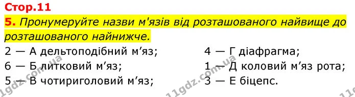 5. Пронумеруйте назви м'язів від розташованого найвище до розташованого найнижче. — ГДЗ Робочий зошит Біологія 8 клас Задорожний