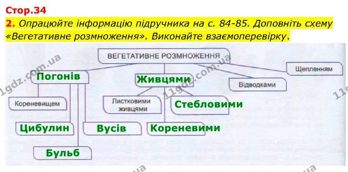 2. Опрацюйте інформацію підручника на с. 84–85. Доповніть схему «Вегетативне розмноження». Виконайте взаємоперевірку. — ГДЗ робочий зошит Біологія 7 клас Кулініч