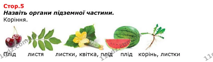 Назвіть органи підземної частини. — ГДЗ Я досліджую світ 1 клас Гільберг